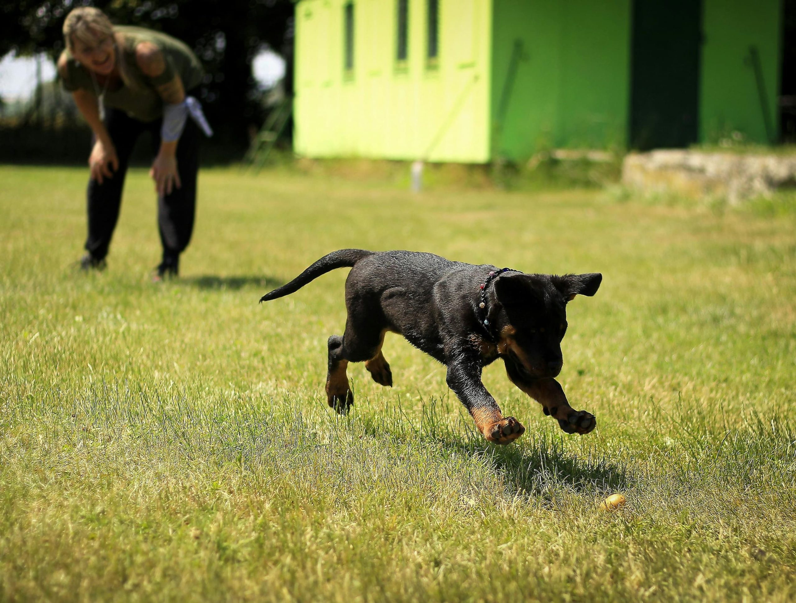 animal cruelty defense